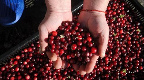 Земляничные места в Ленинградской области. Названы ягодные места Петербурга и Ленобласти, где много черники и земляники