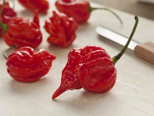 Можно ли выращивать перец Тринидад Скорпион в домашних условиях без опыта. Описание и характеристика сорта