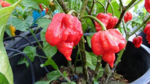 Чем полезен и опасен перец Тринидад Скорпион. Тринидадский Скорпион (Trinidad Scorpion Pepper)