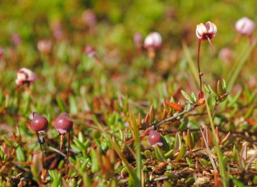 Как растет клюква на болоте, в лесу, около водоема. Фото
