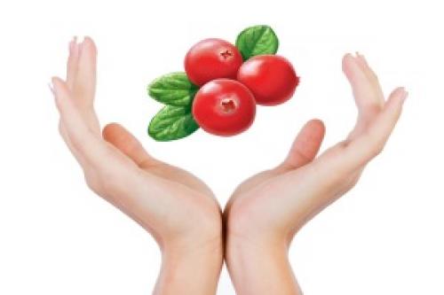 Где растет брусника. Как выглядит и где растет ягода брусника