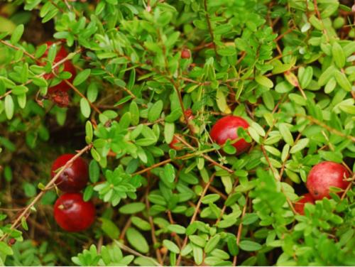 Как растет клюква на болоте, в лесу, около водоема. Фото