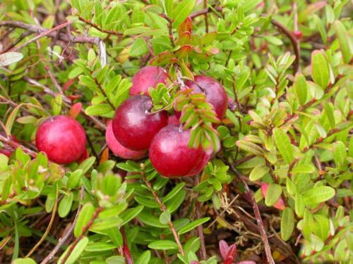 Как растет клюква на болоте, в лесу, около водоема. Фото