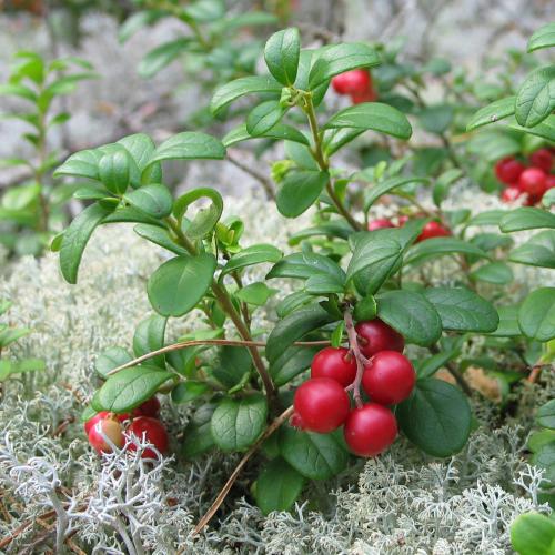 Как растет клюква на болоте, в лесу, около водоема. Фото
