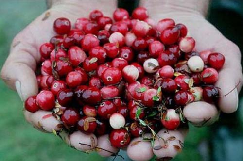 Где растет клюква в украине. Клюква. Где растет и чем полезна?