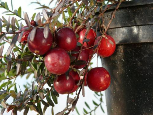 Как растет клюква на болоте, в лесу, около водоема. Фото
