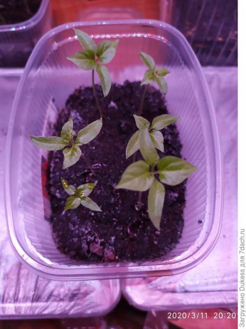 Как выбрать подходящие семена для выращивания острого перца. Горький перец. Мои любимые сорта и гибриды