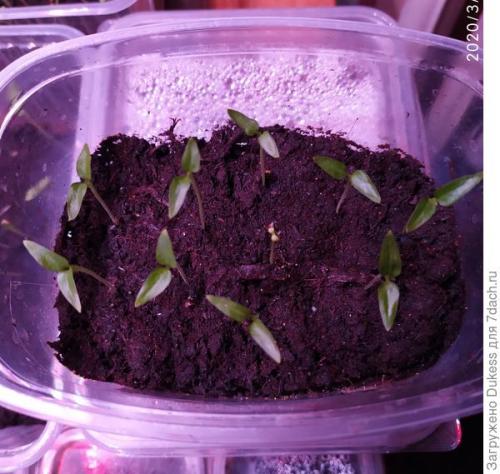 Как выбрать подходящие семена для выращивания острого перца. Горький перец. Мои любимые сорта и гибриды