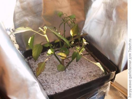 Можно ли выращивать острый перец на подоконнике круглый год. Острые перцы зимой