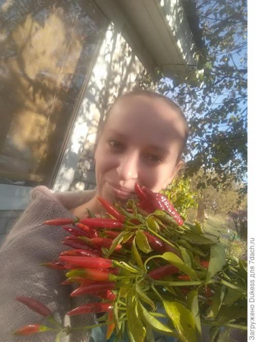 Как выбрать подходящие семена для выращивания острого перца. Горький перец. Мои любимые сорта и гибриды