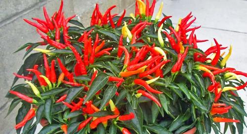 Как вырастить острый перец на подоконнике: полное руководство 06 Как вырастить острый перец на подоконнике: полное руководство 06