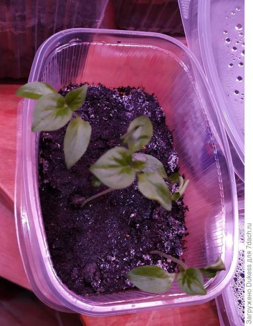 Как выбрать подходящие семена для выращивания острого перца. Горький перец. Мои любимые сорта и гибриды