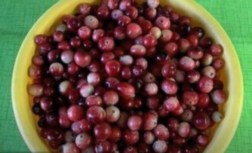 Как хранить клюкву, протертую с сахаром. Клюква с сахаром на зиму без варки — 5 пошаговых рецептов