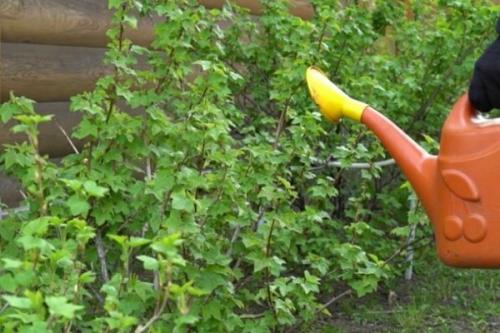 Смородина натали форум. Смородина красная Натали: как ухаживать