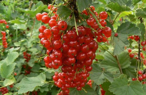 Лучшие сорта красной смородины для подмосковья. Крупноплодные сорта красной смородины