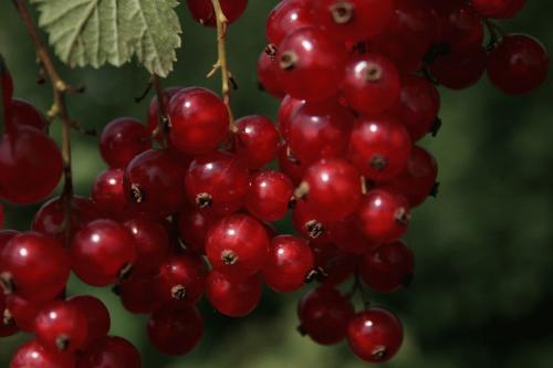 Лучшие сорта красной смородины для ленинградской области. Популярные сорта красной смородины