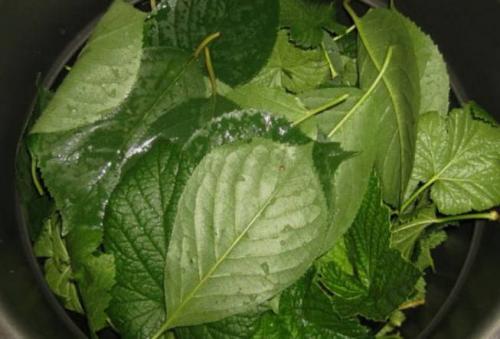 Какие существуют способы приготовления острых перцев для длительного хранения. Горький перец, маринованный на зиму