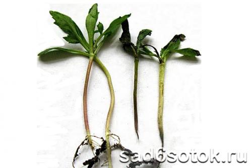 Вредят ли вредители или болезни жгучему перцу, из-за чего он не плодоносит. Заболевания перца