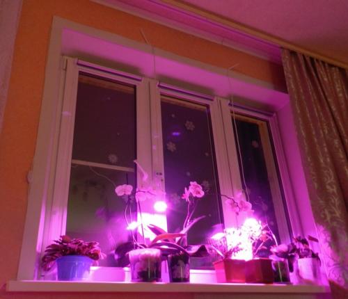 Влияет ли освещение на плодоношение жгучего перца. Острый перец, необходимость в досветке (част. 1)