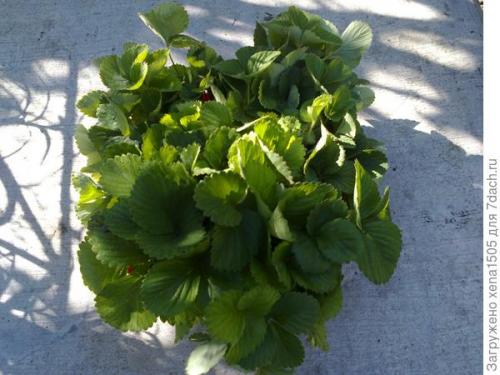 Как определить, что клубника готова к пересадке. Как выбрать весеннюю рассаду садовой земляники и подготовить ее к пересадке