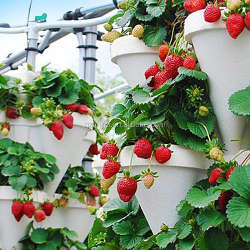 Какие субстраты лучше использовать для пересадки цветущей клубники. КЛУБНИКА НА ГИДРОПОНИКЕ: ТЕХНОЛОГИЯ ВЫРАЩИВАНИЯ, ВЫБОР СОРТА, ПОДГОТОВКА СУБСТРАТА И СОЗДАНИЕ ОПТИМАЛЬНЫХ УСЛОВИЙ ДЛЯ РОСТА.