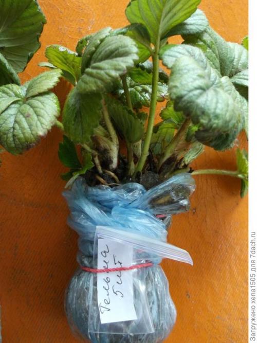 Как определить, что клубника готова к пересадке. Как выбрать весеннюю рассаду садовой земляники и подготовить ее к пересадке