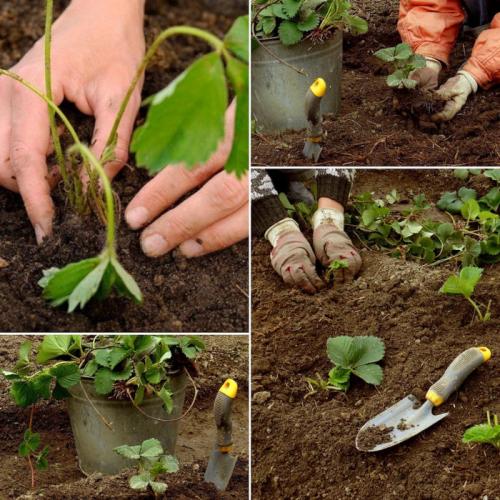 Как пересаживать клубнику, если растение уже цветущее. Сроки пересадки клубники