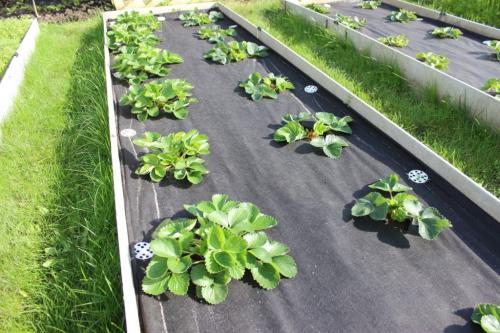 Какие особенности пересадки клубники Виктория весной отличают ее от пересадки других видов клубники. Выращивание клубники Виктория