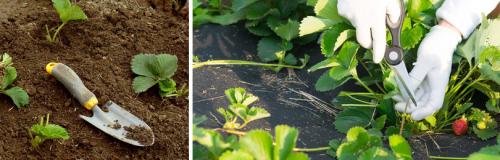 Как защитить клубнику от вредителей и болезней после пересадки. УХОД ЗА КЛУБНИКОЙ В АВГУСТЕ