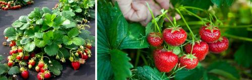 Как правильно подготовить клубники перед пересадкой. КАКИЕ РАБОТЫ НУЖНО ПРОВЕСТИ НА СТАРЫХ КЛУБНИЧНЫХ ГРЯДКАХ В АВГУСТЕ – СЕНТЯБРЕ