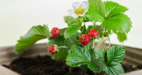 Как выбрать подходящий сосуд для пересадки цветущей клубники. Сорта клубники для выращивания на подоконнике