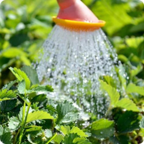 Как правильно подготовить клубники перед пересадкой. КАКИЕ РАБОТЫ НУЖНО ПРОВЕСТИ НА СТАРЫХ КЛУБНИЧНЫХ ГРЯДКАХ В АВГУСТЕ – СЕНТЯБРЕ