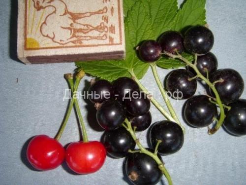 Какие сорта красной смородины вас точно не.. Сорта красной смородины для центральной и средней полосы России 05 Какие сорта красной смородины вас точно не.. Сорта красной смородины для центральной и средней полосы России 05