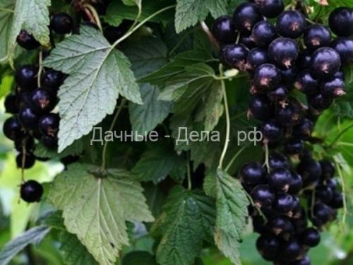 Какие сорта красной смородины вас точно не.. Сорта красной смородины для центральной и средней полосы России 04 Какие сорта красной смородины вас точно не.. Сорта красной смородины для центральной и средней полосы России 04