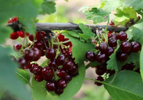 Самые сладкие сорта красной смородины. Самые сладкие разновидности