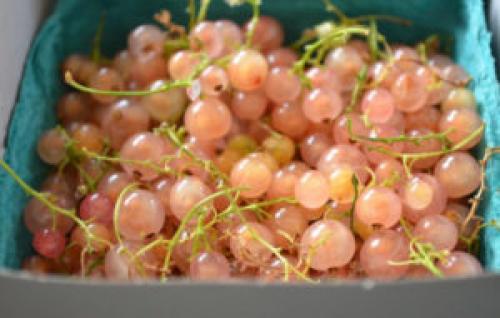 Голландские сорта красной смородины. Описание сортов смородины Голландская розовая, красная