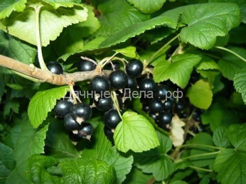 Какие сорта красной смородины вас точно не.. Сорта красной смородины для центральной и средней полосы России 03 Какие сорта красной смородины вас точно не.. Сорта красной смородины для центральной и средней полосы России 03