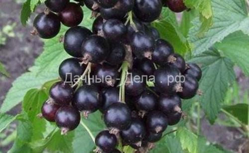 Какие сорта красной смородины вас точно не.. Сорта красной смородины для центральной и средней полосы России 02 Какие сорта красной смородины вас точно не.. Сорта красной смородины для центральной и средней полосы России 02