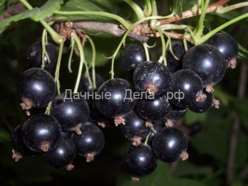 Какие сорта красной смородины вас точно не.. Сорта красной смородины для центральной и средней полосы России 01 Какие сорта красной смородины вас точно не.. Сорта красной смородины для центральной и средней полосы России 01