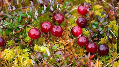 Клюква садовая сорта. Сорта и виды садовой клюквы