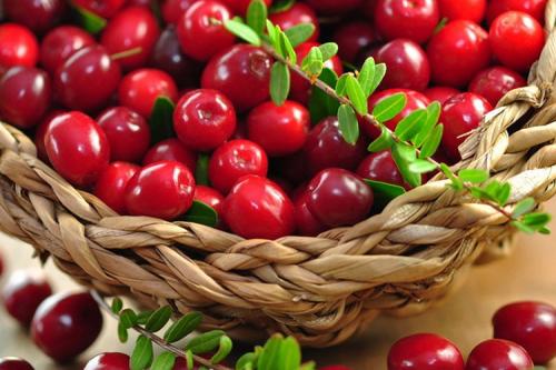 Клюква садовая сорта. Сорта и виды садовой клюквы