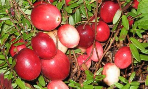 Клюква садовая сорта. Сорта и виды садовой клюквы