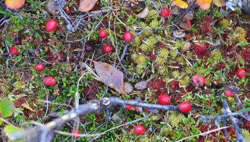 Клюква садовая сорта. Сорта и виды садовой клюквы