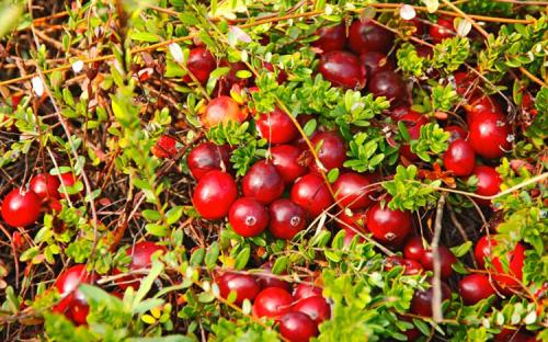 Клюква садовая сорта. Сорта и виды садовой клюквы