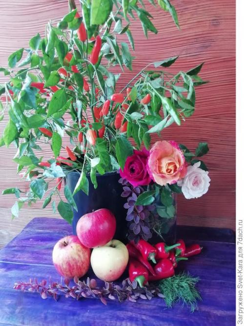 Как правильно собирать урожай острого перца, чтобы не повредить растение. Как созреет острый перец - запасу приправу впрок