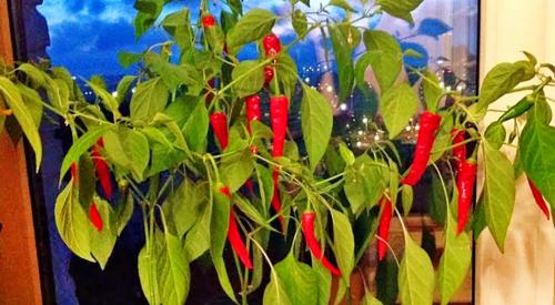 Особенности выращивания острого перца на подоконнике 02