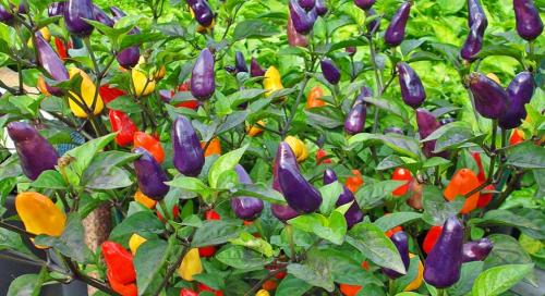 Особенности выращивания острого перца на подоконнике 04