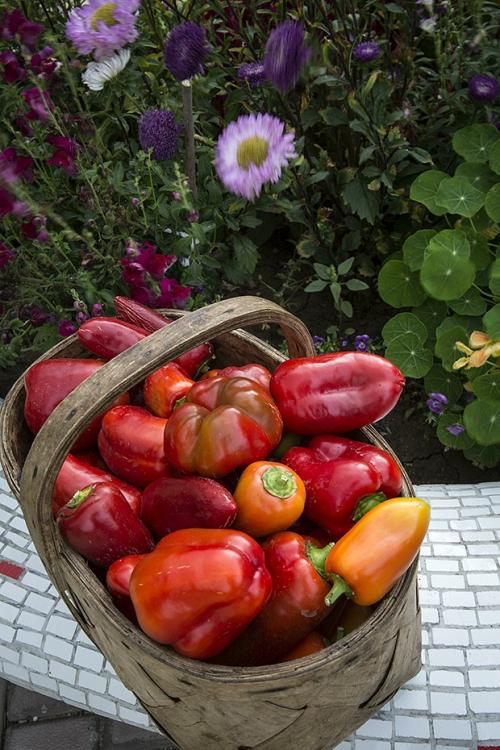 Какие удобрения лучше использовать для острого перца, и как часто их применять. Зачем подкармливать перец
