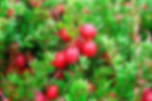 Действительно ли клюква так полезна. 15 фактов о клюкве 04