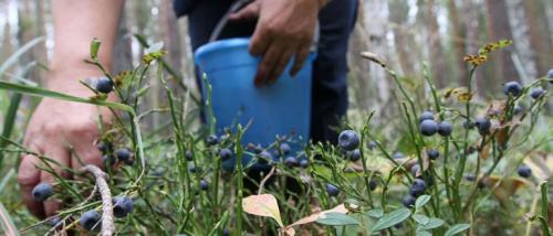 Сезон черники. Когда начинается сбор черники в регионах России и как ее собирать быстро и правильно